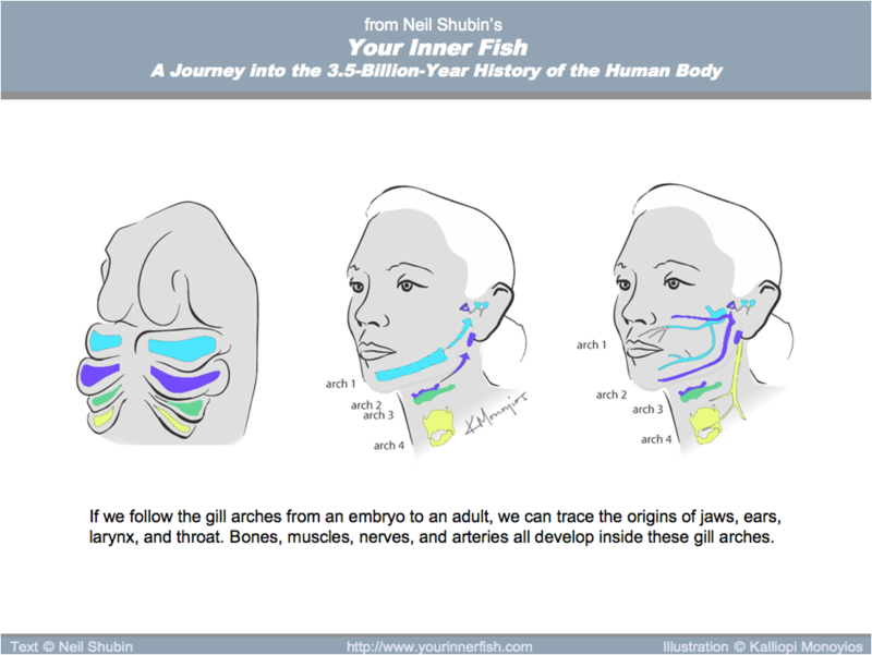 Finding your inner fish pdf free